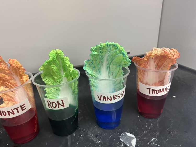 Chinese cabbage soaking in cups with colored water for a science experiment