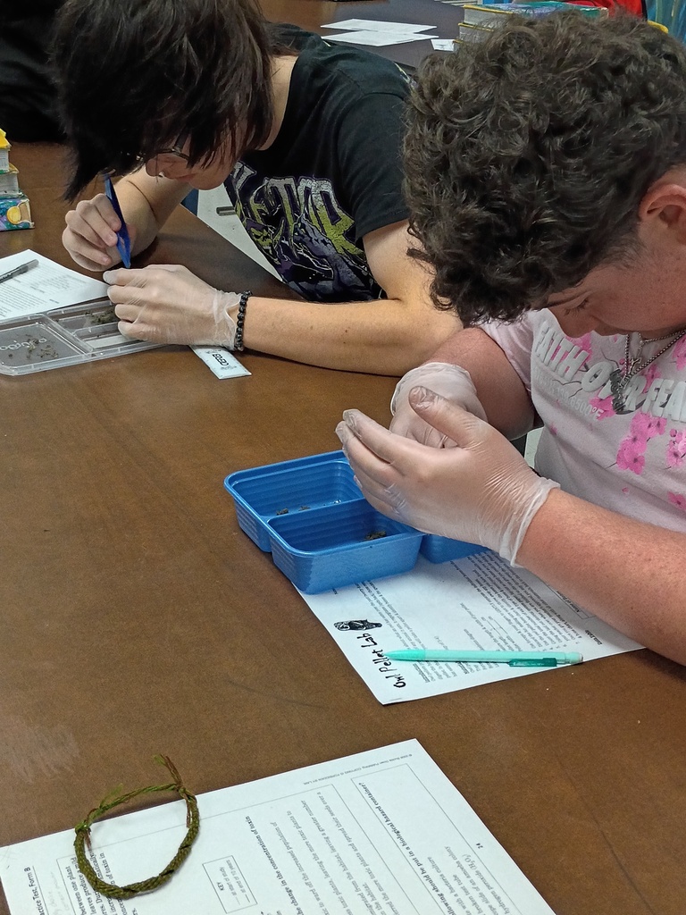 Pellet dissection in class