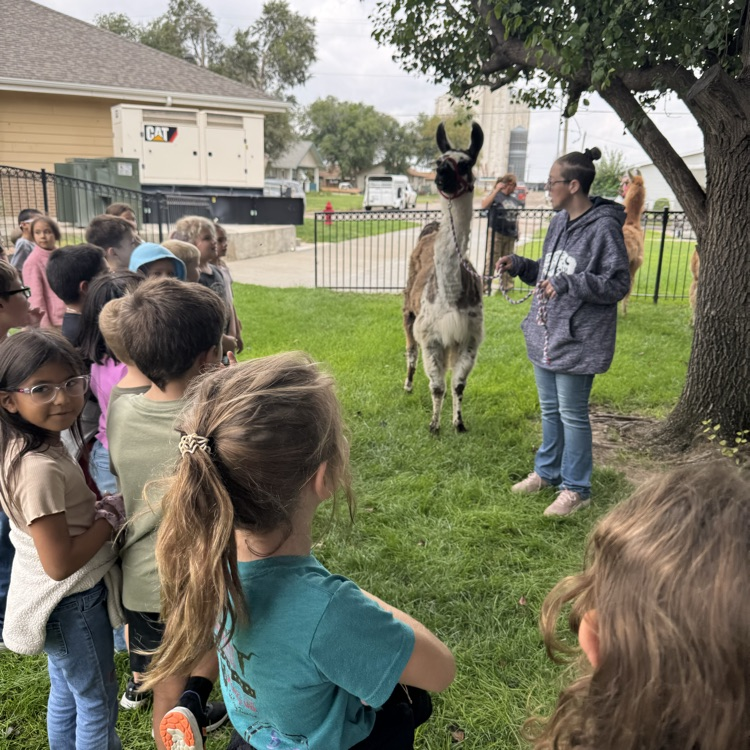 llamas