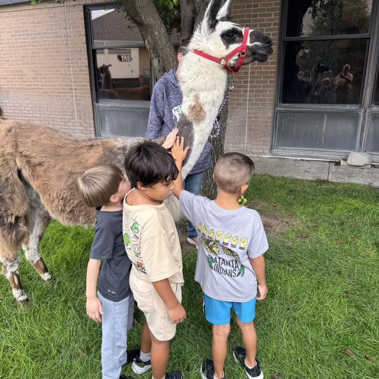 llamas