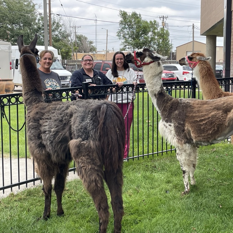llama