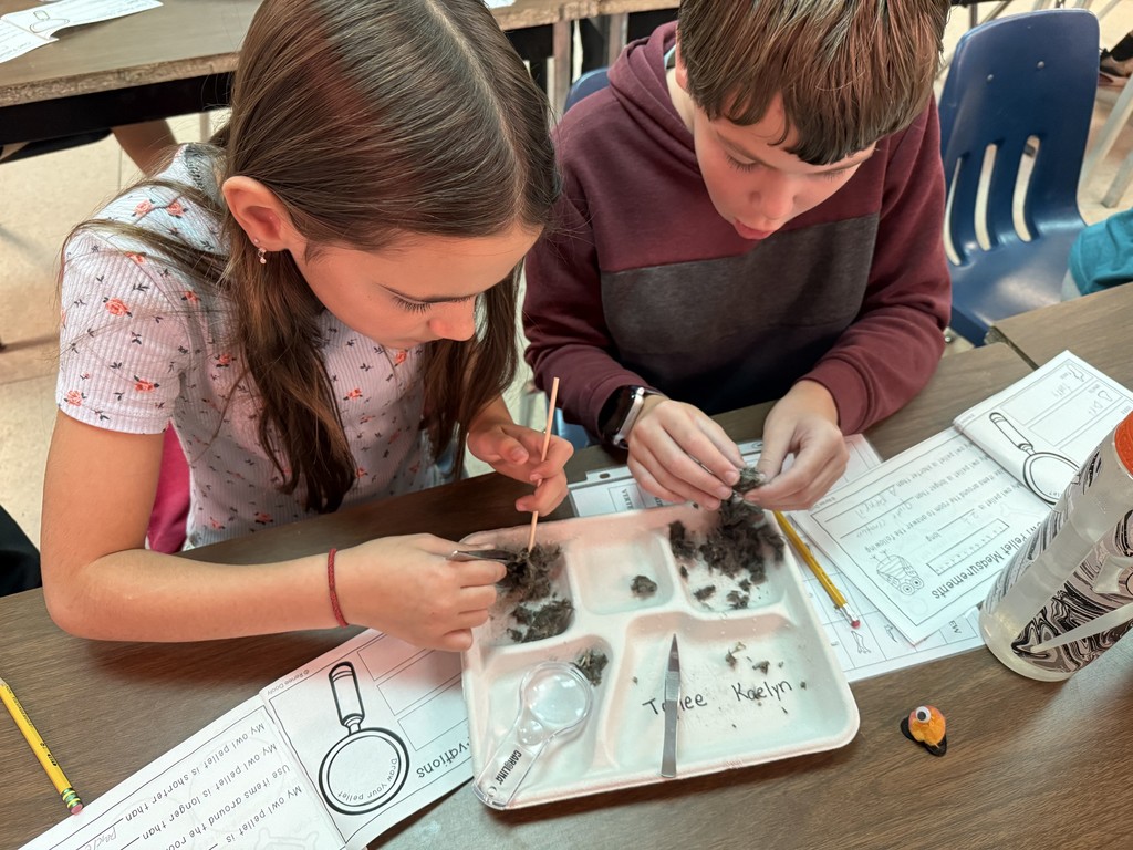 Two fifth graders dissecting owl pellets.