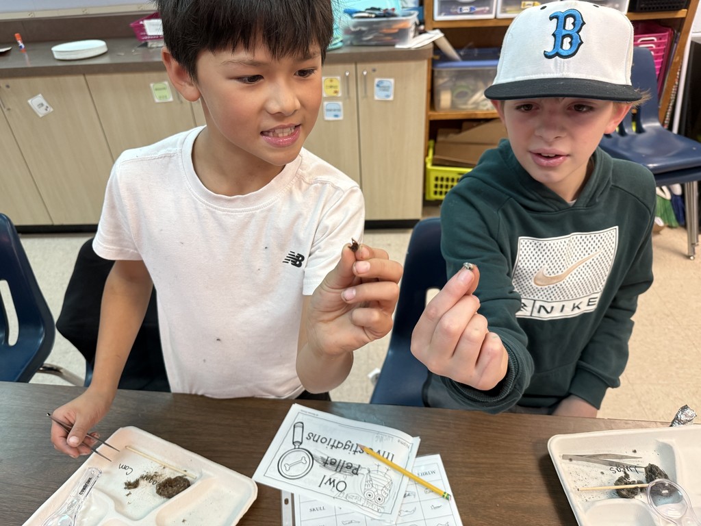 Two fifth graders dissecting owl pellets.