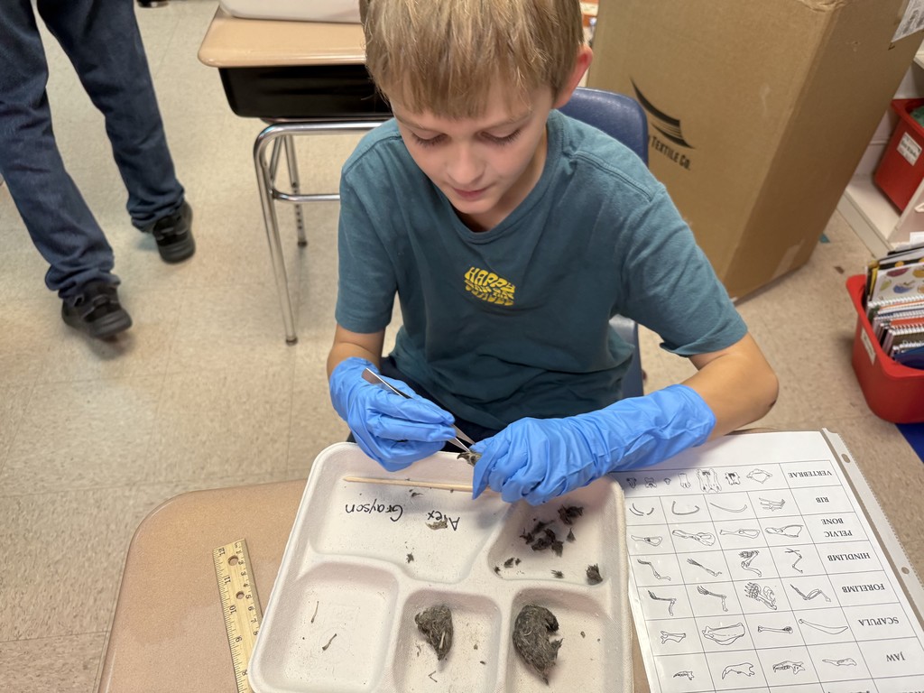 One fifth grader dissecting owl pellets.