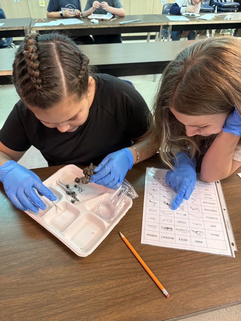 Two fifth graders dissecting owl pellets.