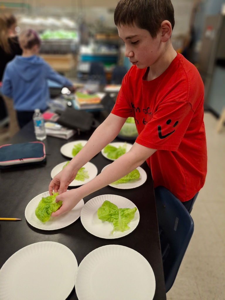 A student plating the lettuce