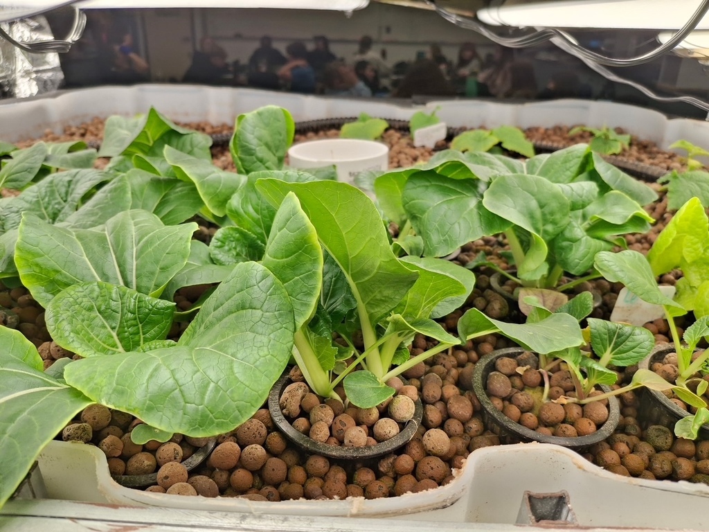 Lettuce growing from a hydroponics set-up