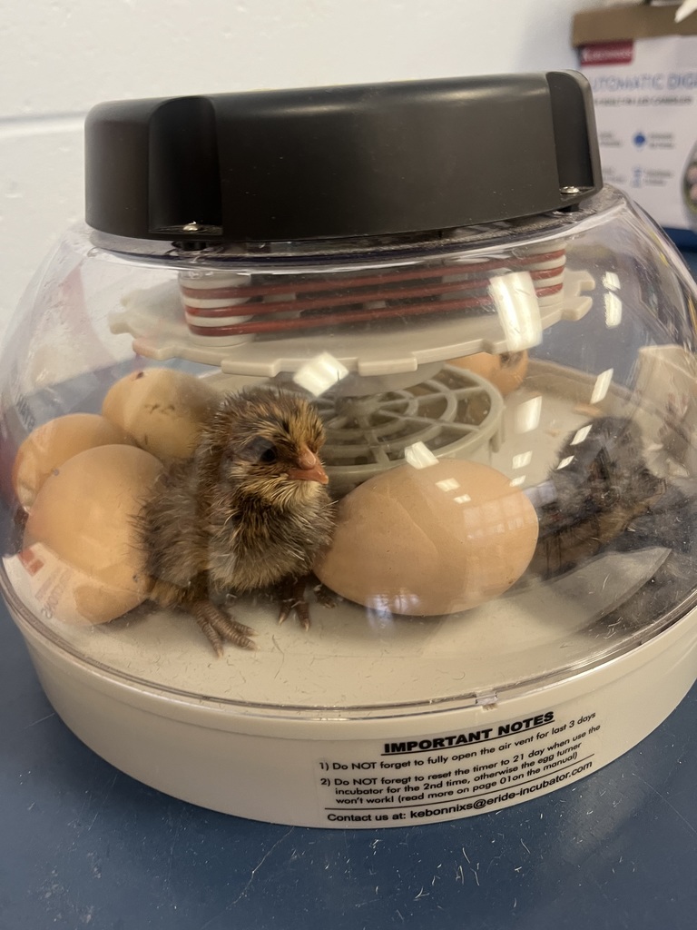 Fourth grade's baby chicks hatching.