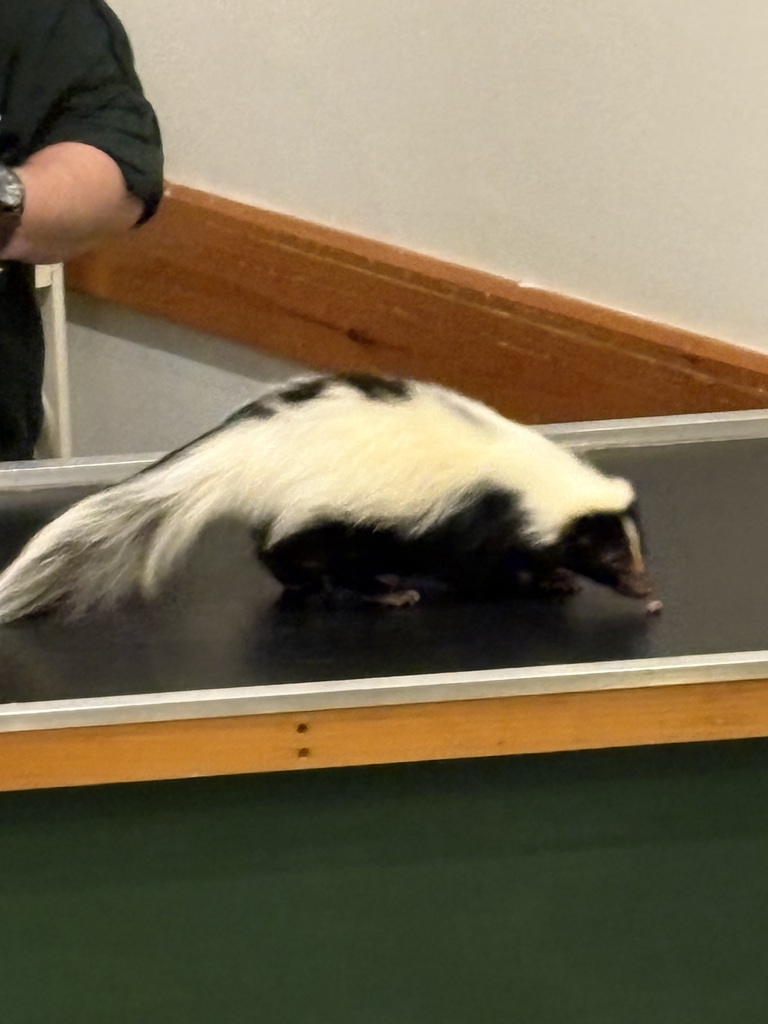 A skunk that students were able to meet.