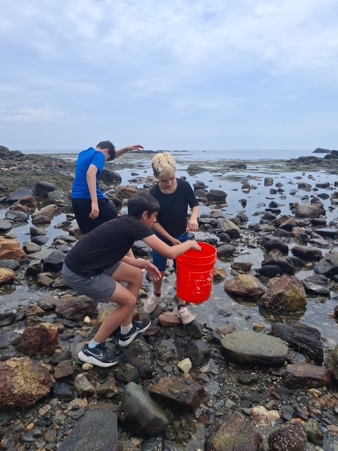 Three students searching in the tide pools, holding an orange bucket