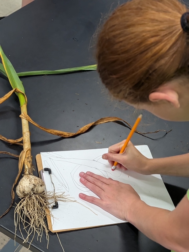 Drawing garlic and its parts