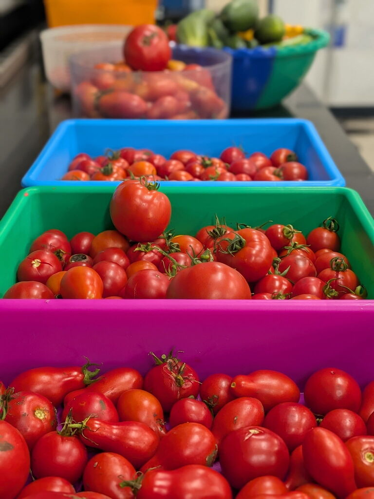 Our tomato harvest.