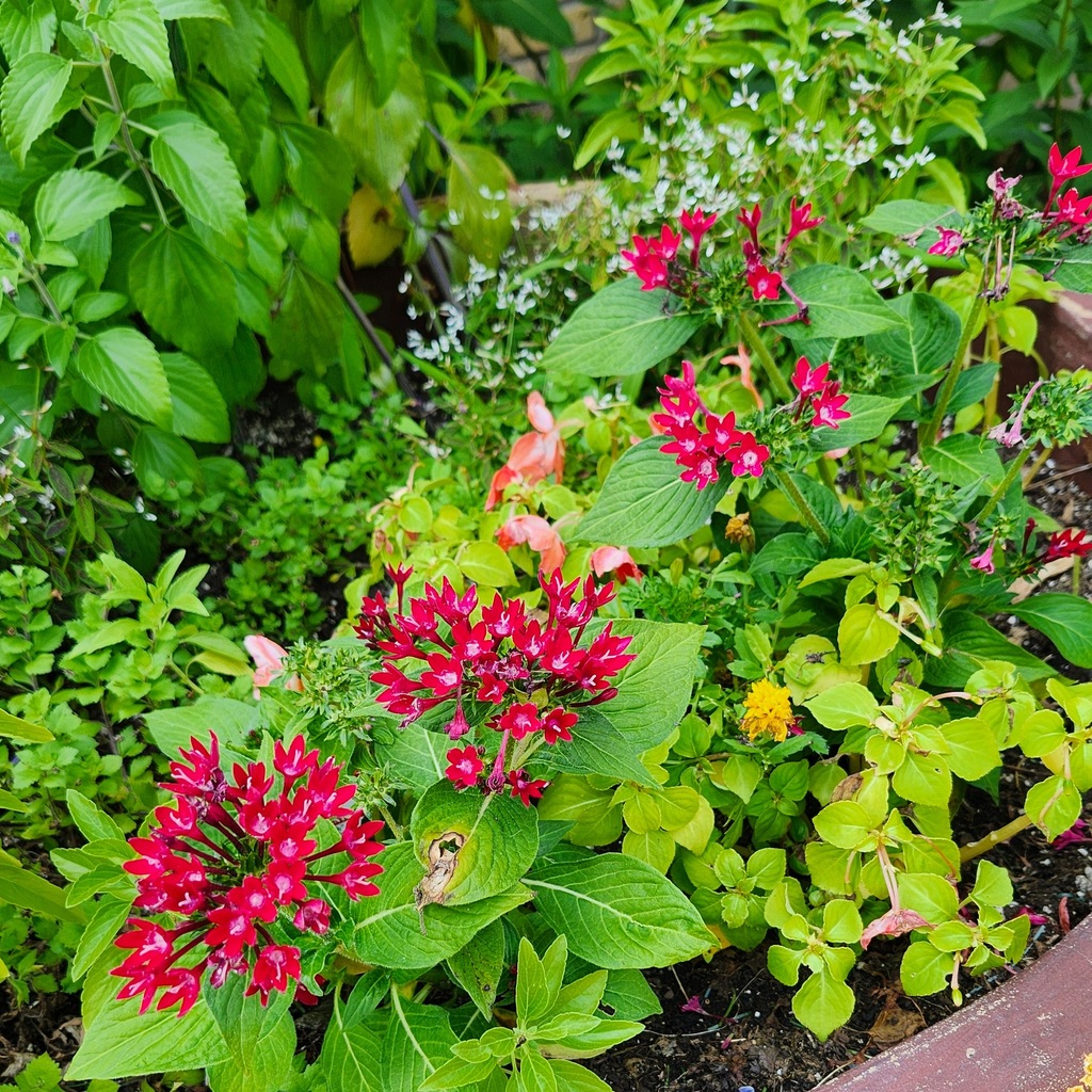 MCS Garden