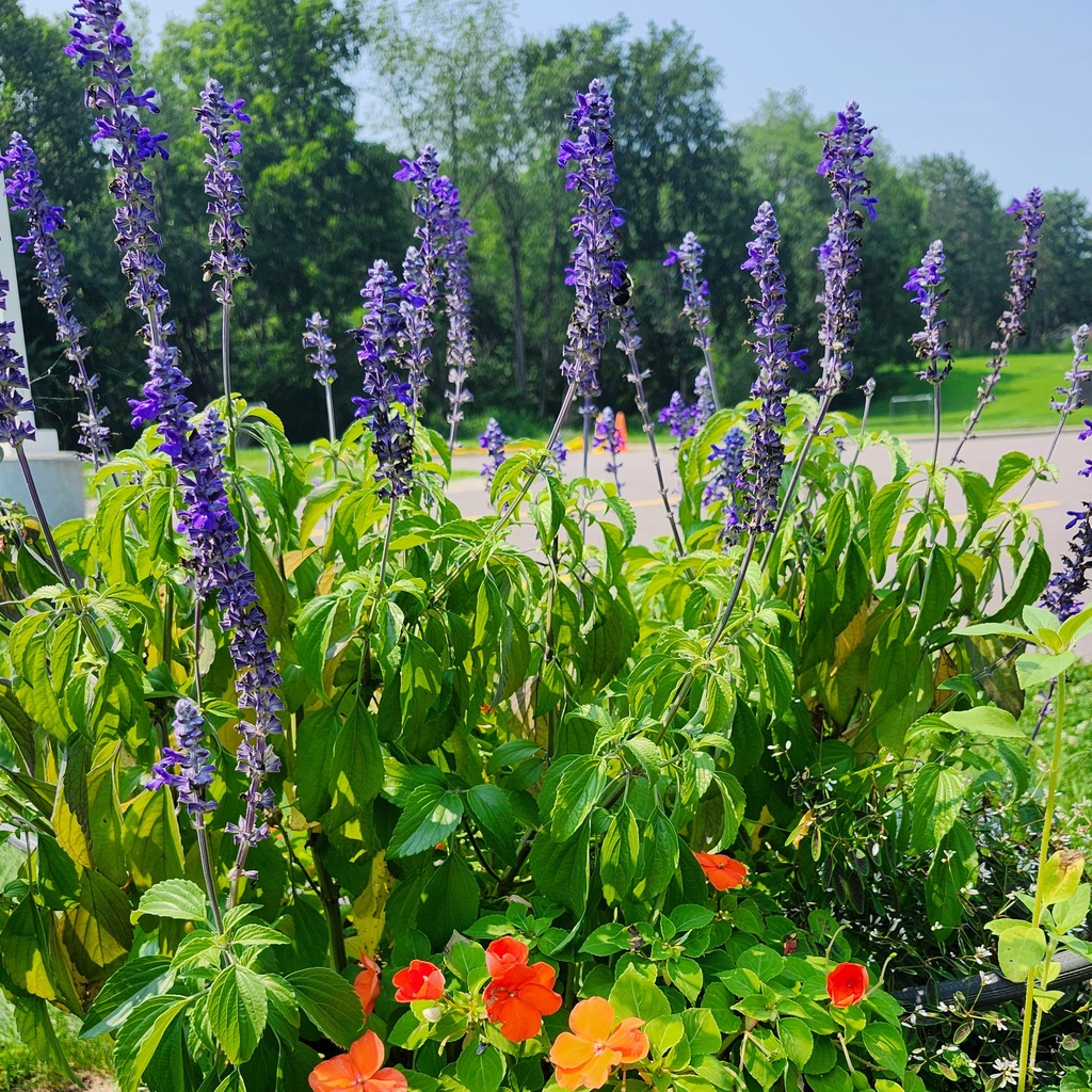 MCS Garden