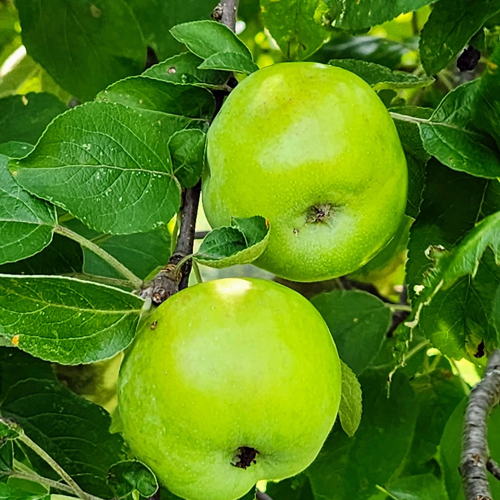 MCS Garden