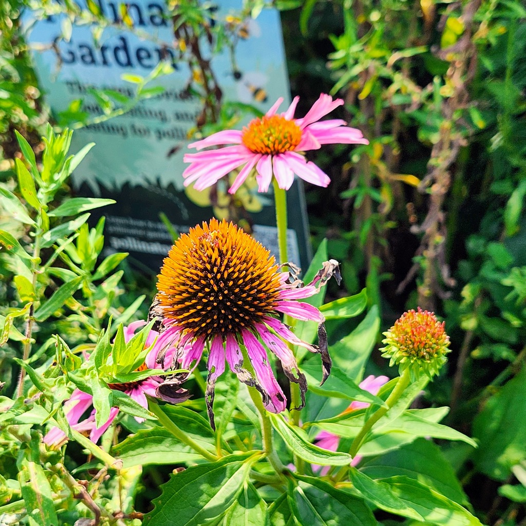 MCS Garden