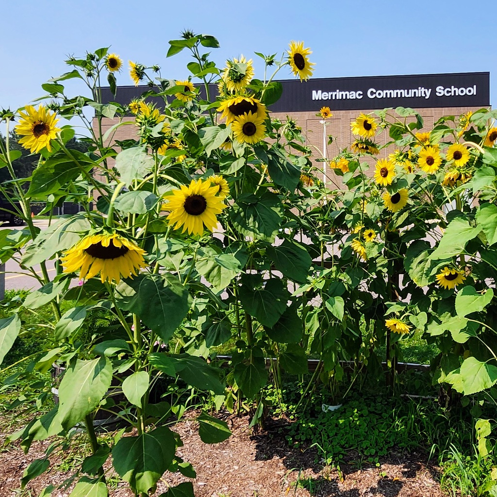 MCS Garden