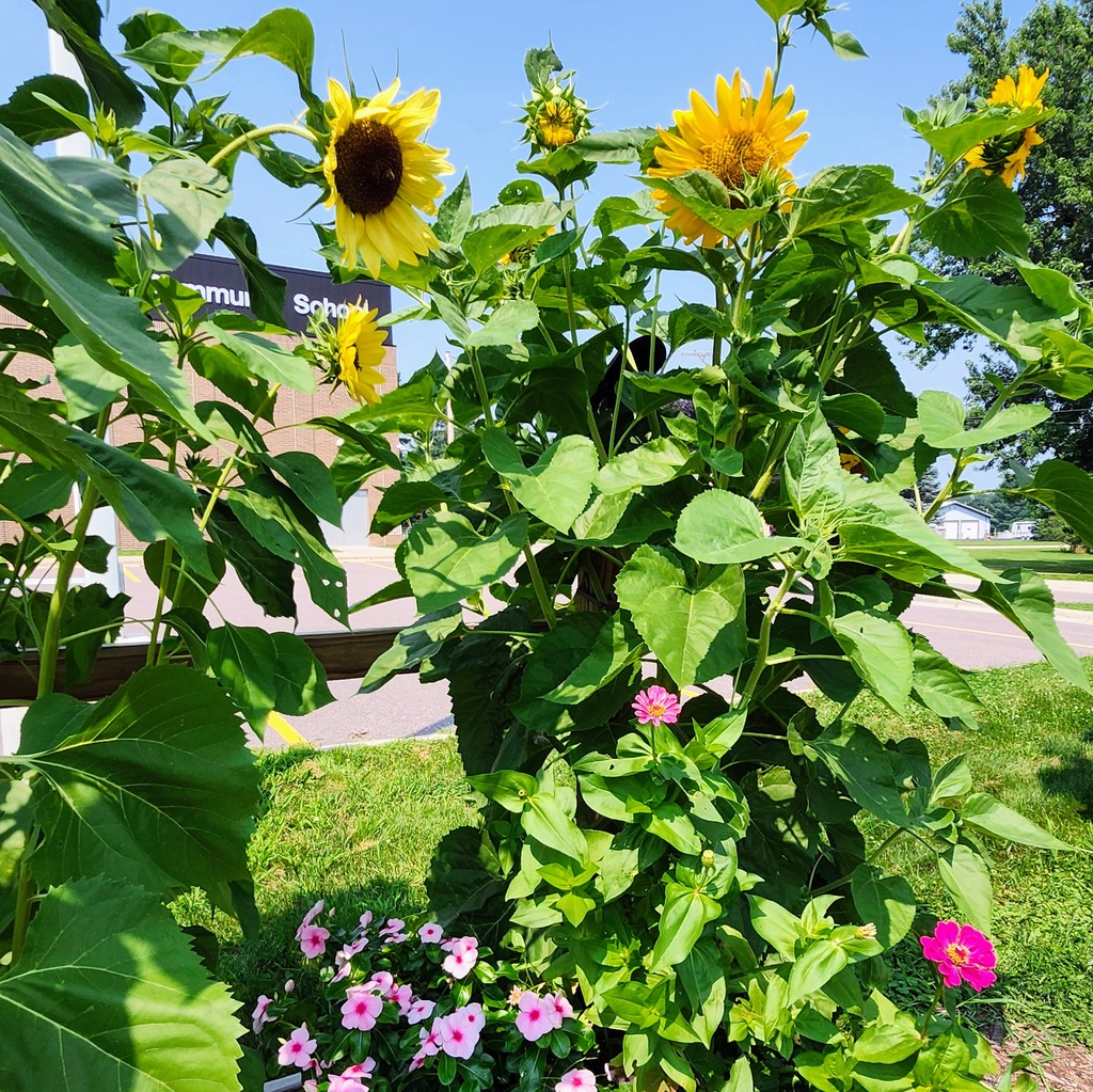 MCS Garden