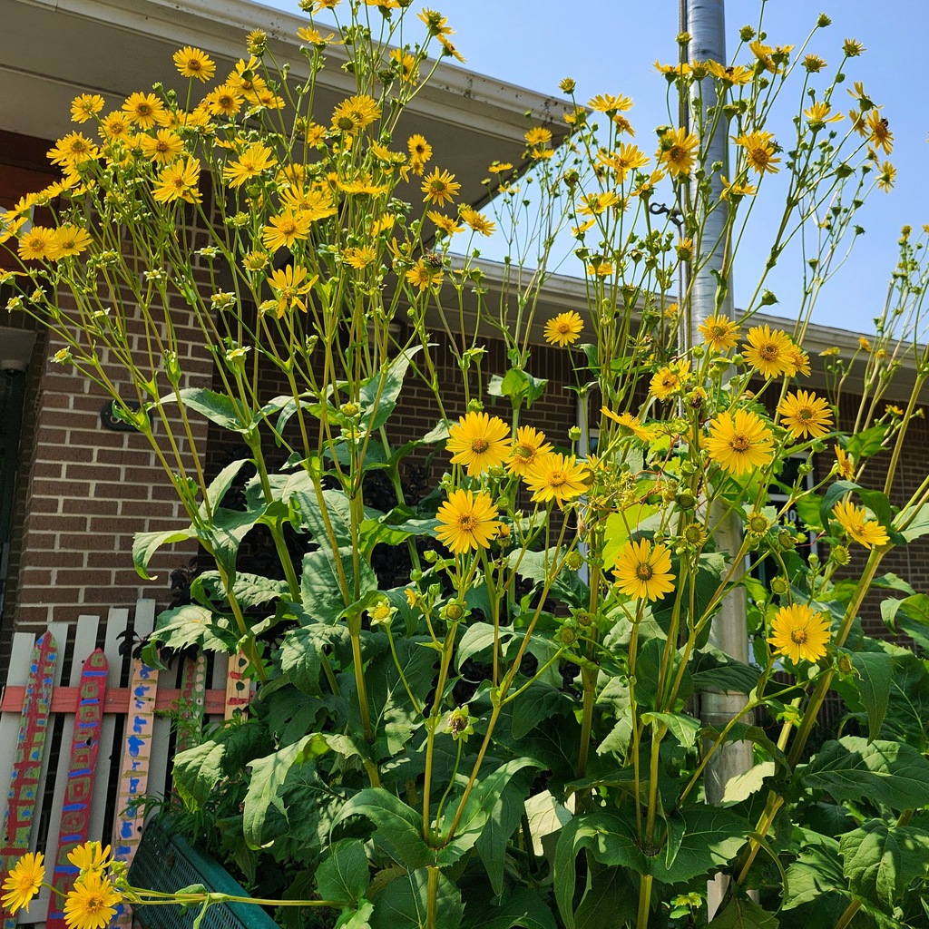 MCS Garden