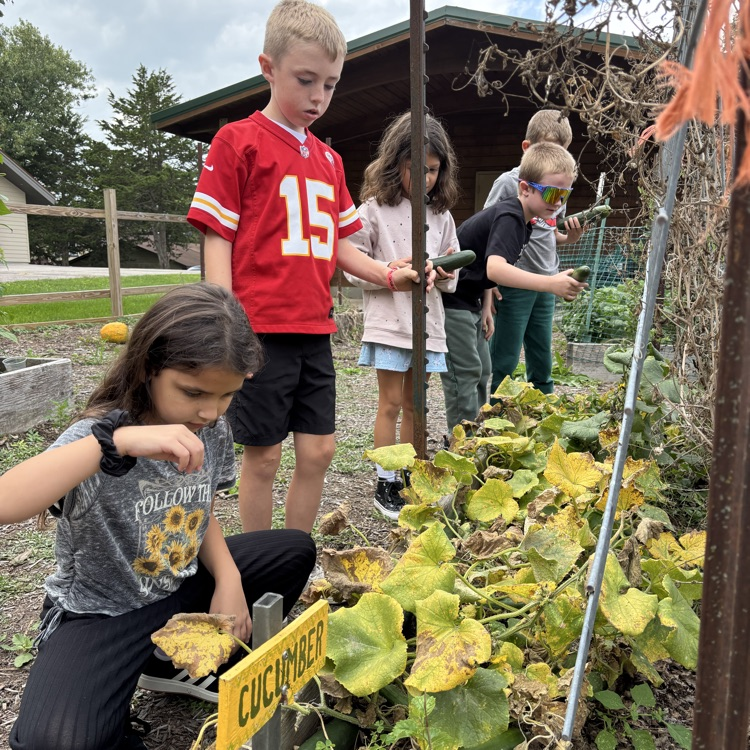 Picking cucumbers