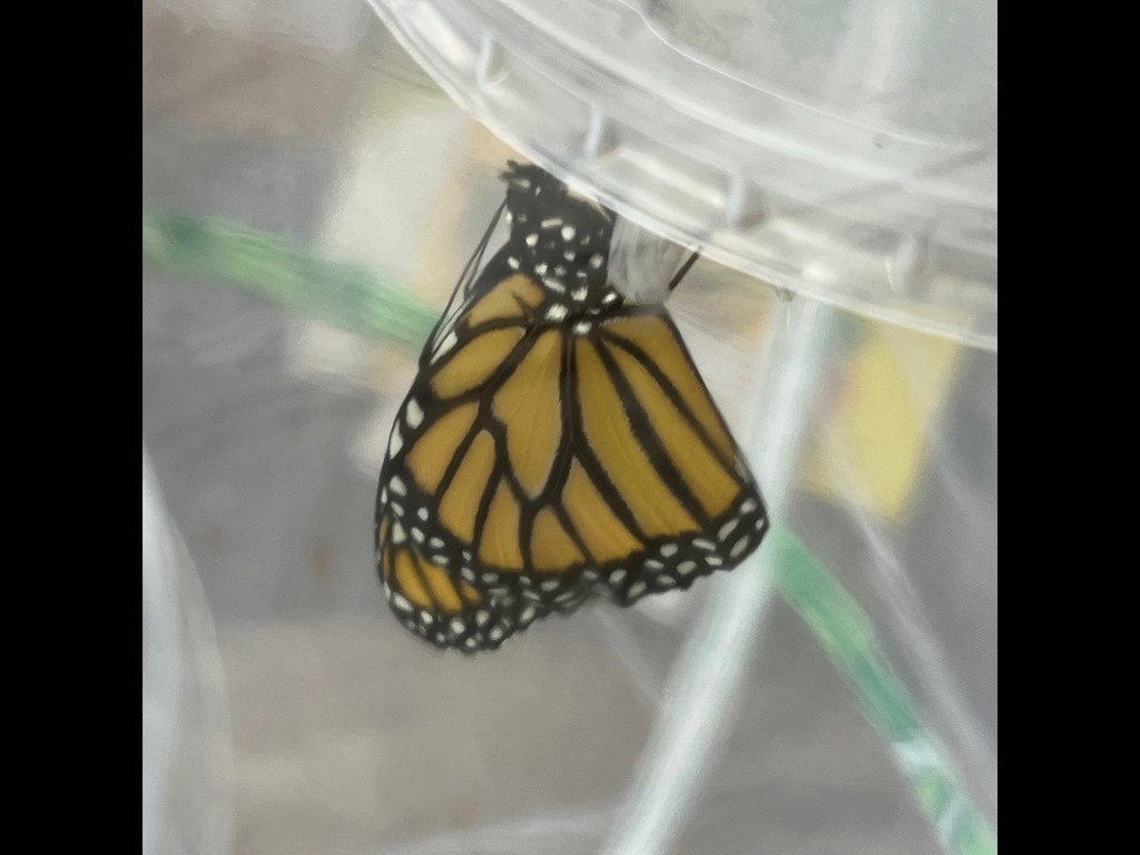Monarch