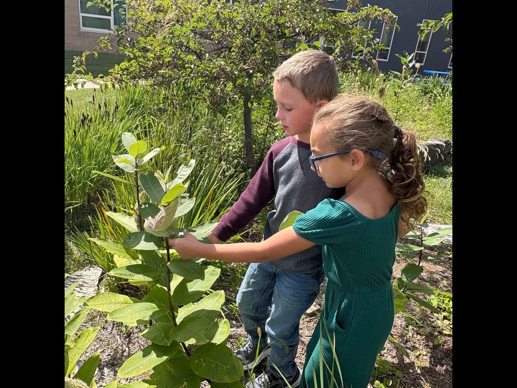 Milkweed