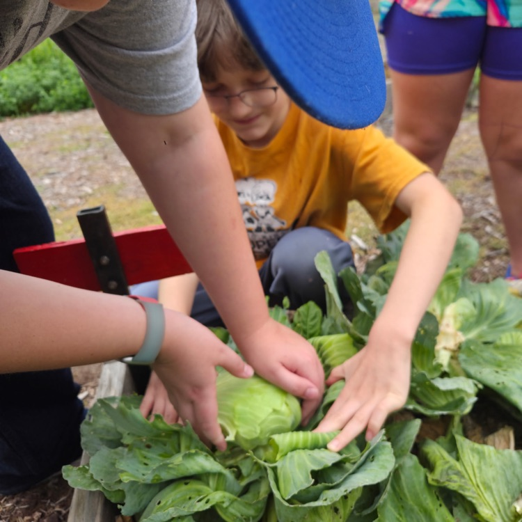 Cabbages!