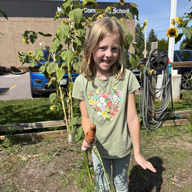 Pulling up carrots!