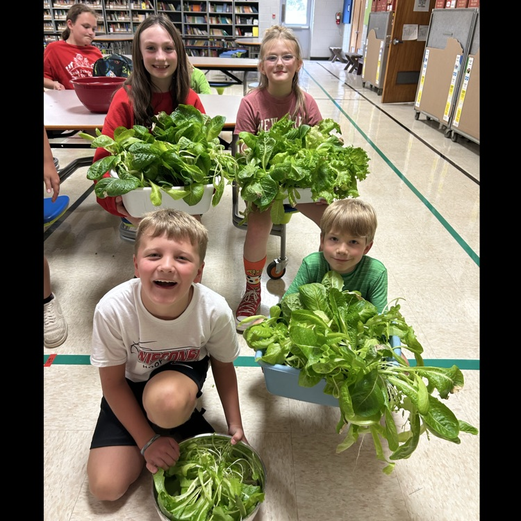 Growing greens!