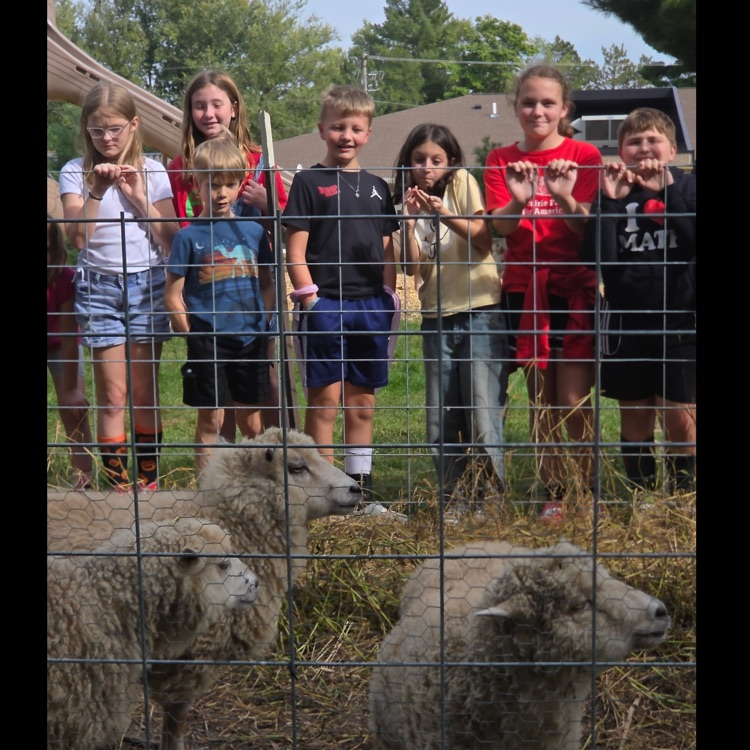 A little sheepish!