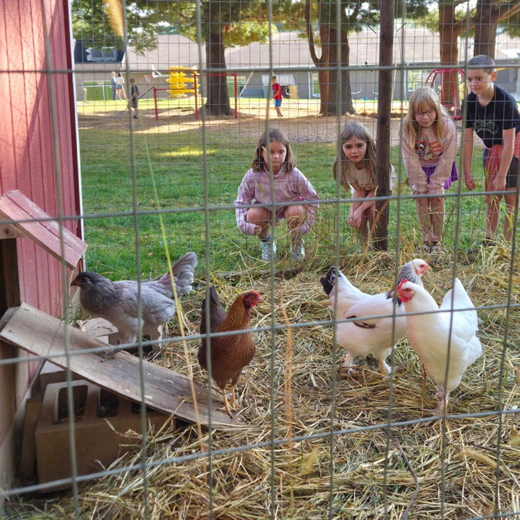 Recess chicken check in. 