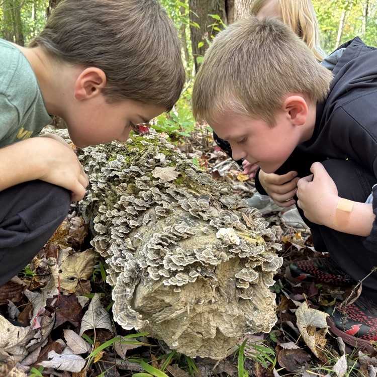 Upclose with turkey tail mushrooms !