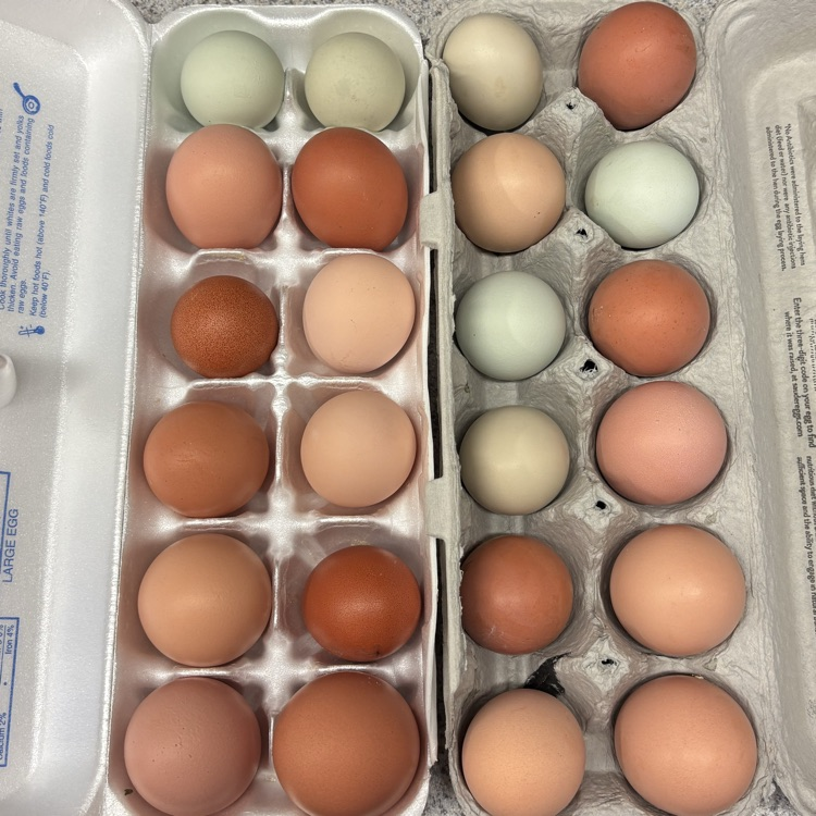 Fresh eggs from school chickens.