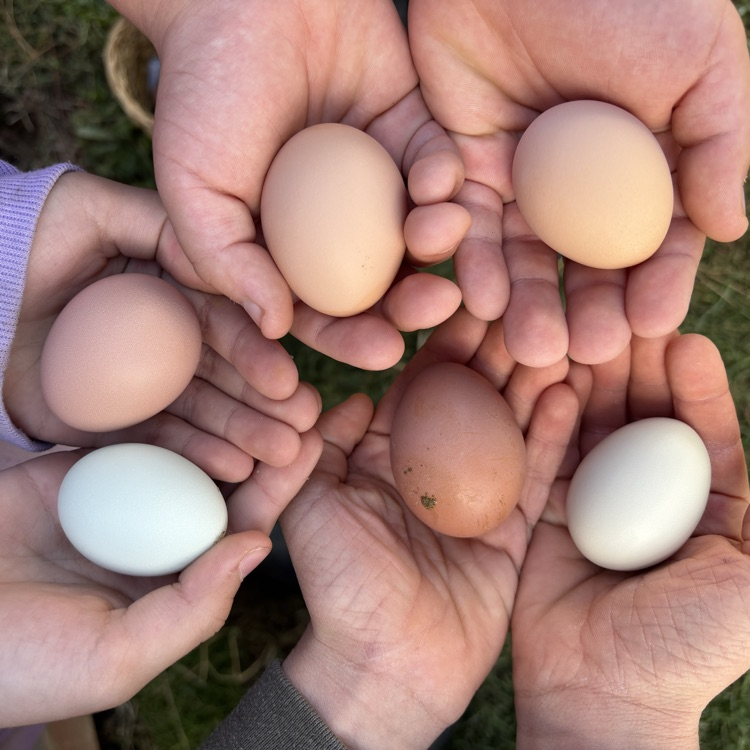 Egg-cellent learning!