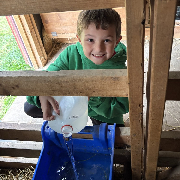 Water for the sheep!