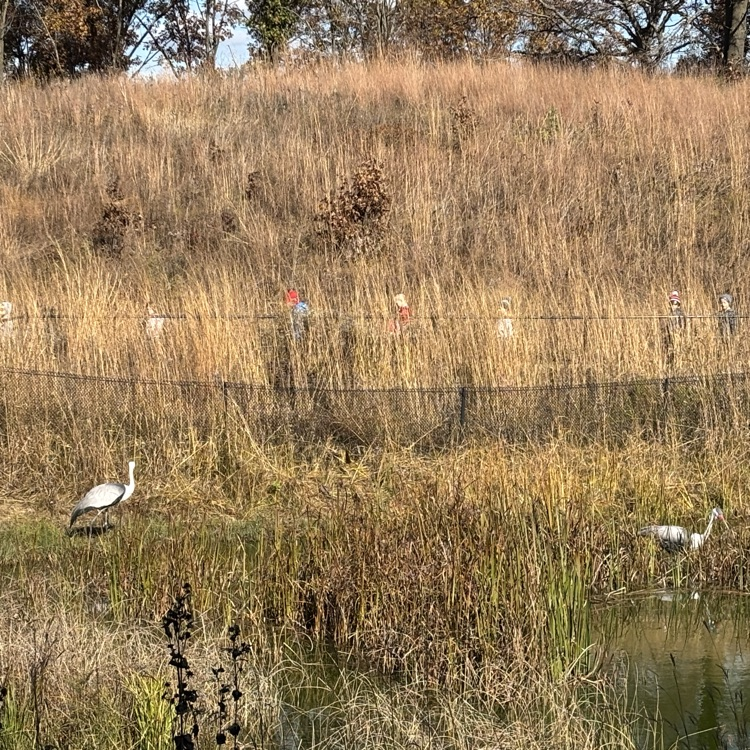 I spy cranes and kindergarteners!