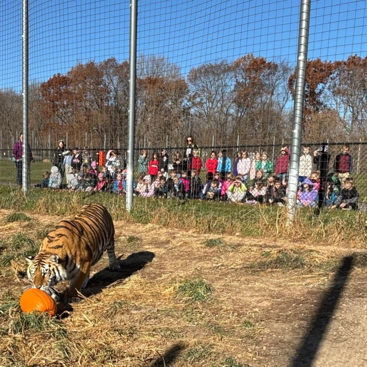 Tigers love to play with pumpkins?!?