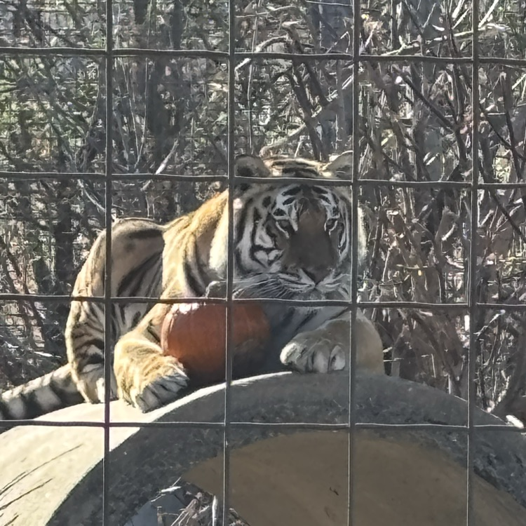 🐅❤️🎃