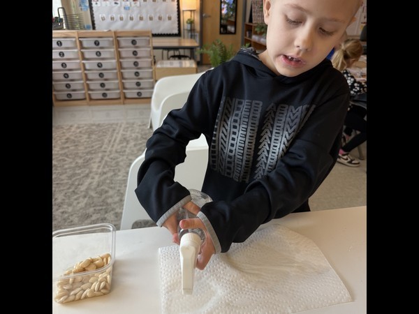 SPROUT HOUSES WITH LIMA BEANS