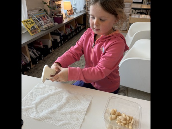 SPROUT HOUSES WITH LIMA BEANS