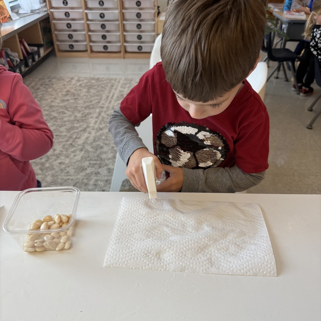SPROUT HOUSES WITH LIMA BEANS