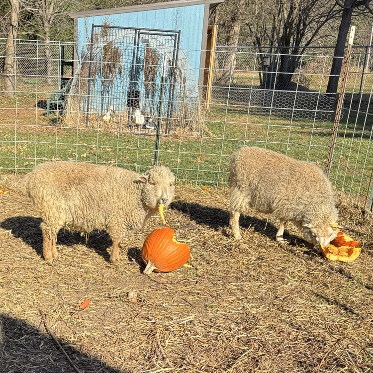 🐑❤️🎃