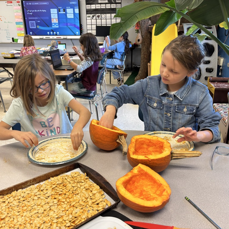 Seeds to roast and pumpkin pie from a real pumpkin! Yum! 