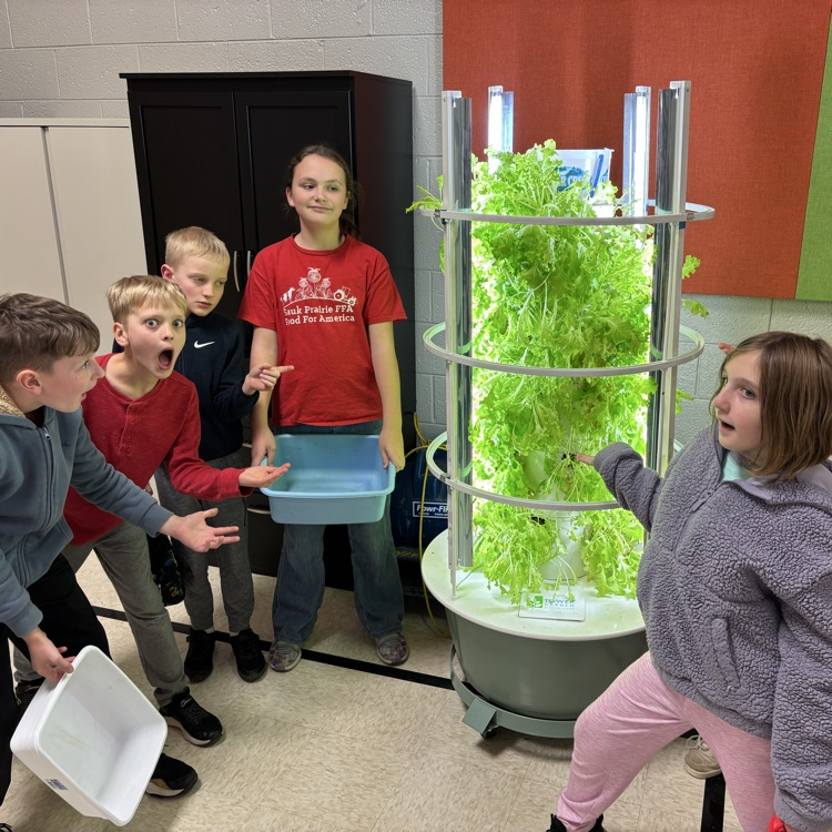 Hydroponic lettuce! Wow!