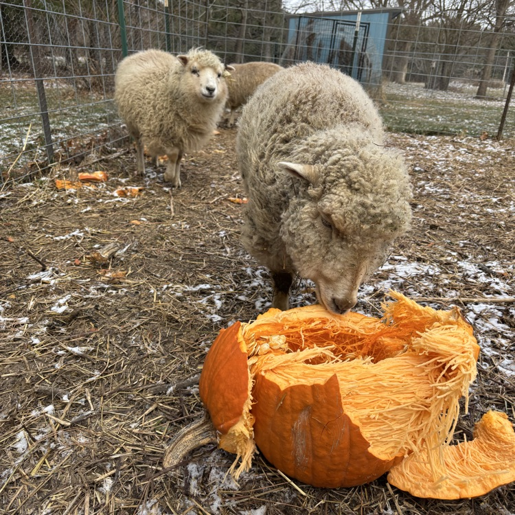 Happy Thanksgiving from Juneberry and friends! 