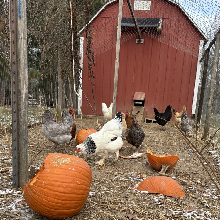 Our chickens are thankful not to be turkeys! 