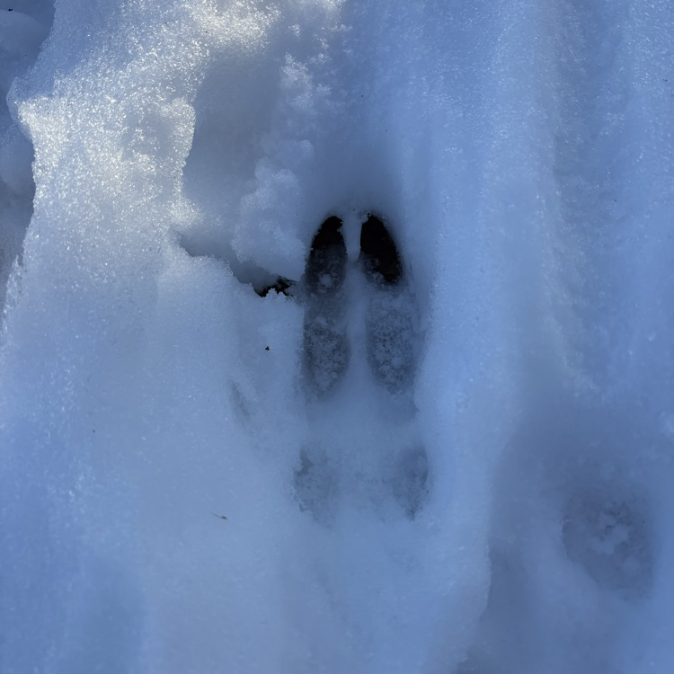 Lots of deer tracks!