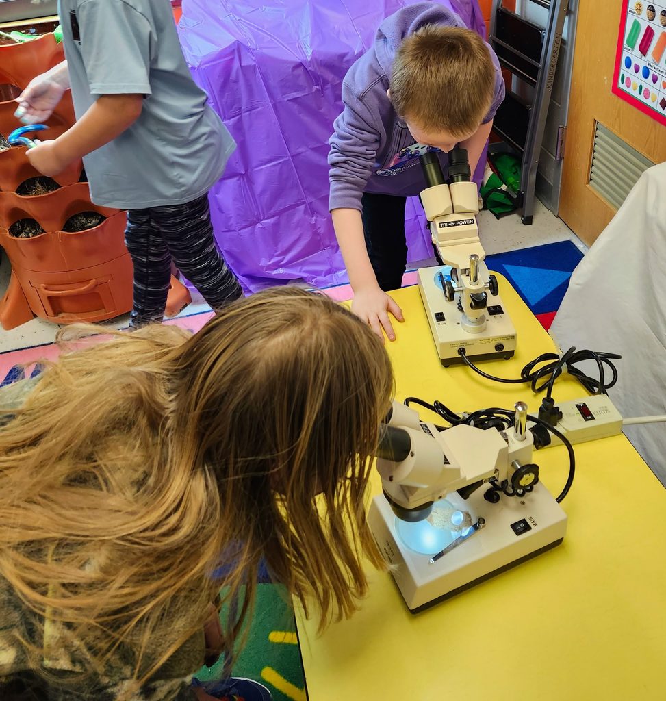 Using microscopes to look at snake and bearded dragon skin