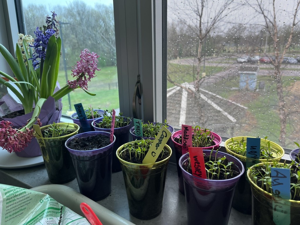 Growing Plants 