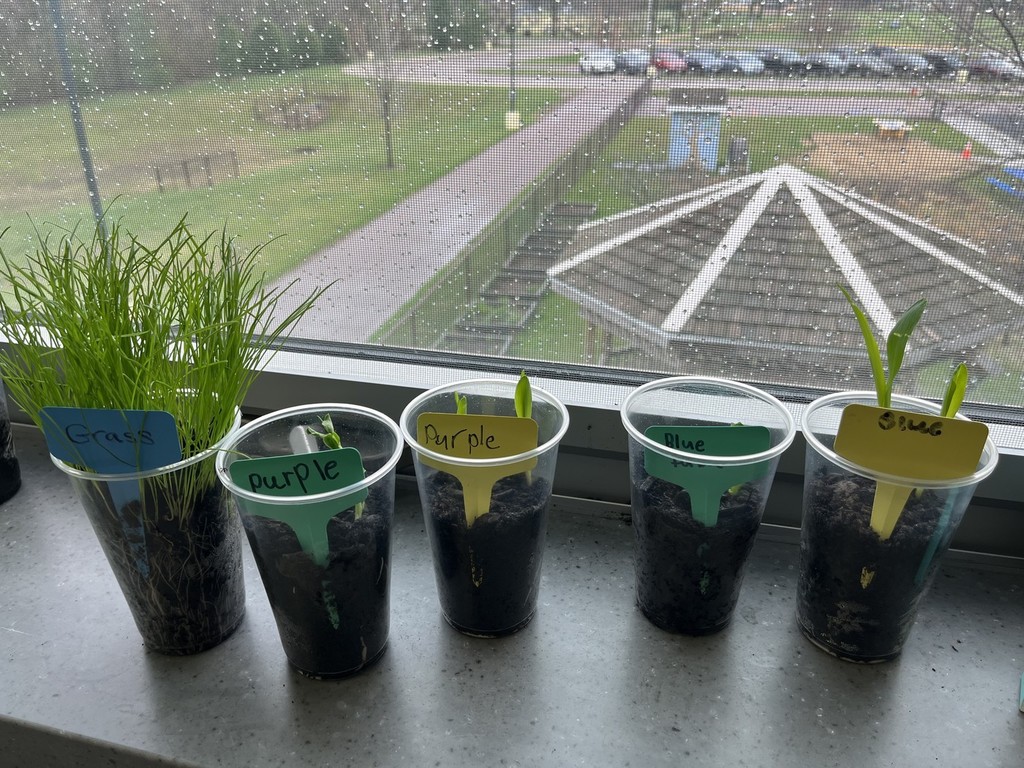 Growing Plants 